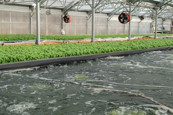 Why Aquaponics Could be Urban Farming's Ace in the Hole