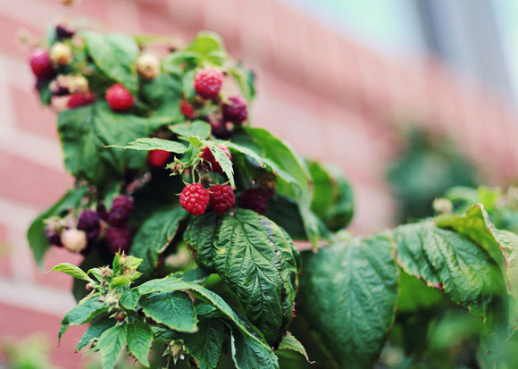 Raspberries look ready to eat at the ALAW home