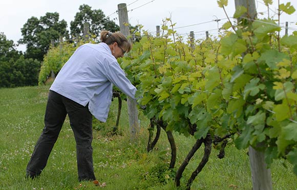 Joanne Levengood inspects her grapes