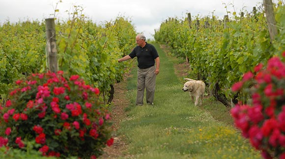 Winemaker John Landis walks with is dog Maizey. Geo-thermal wells were drilled and tapped beneath the Vineyards.