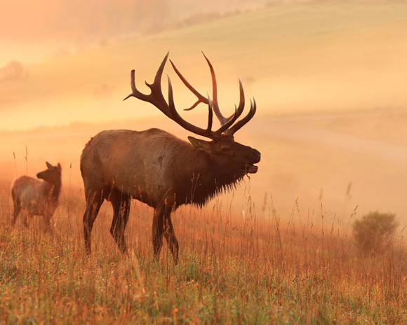 The majestic elk of the PA Wilds