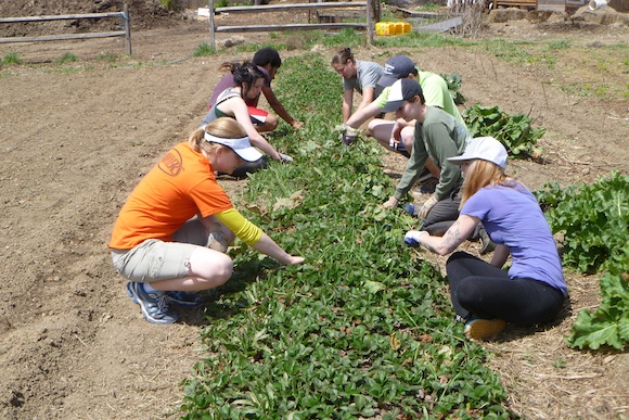  Volunteers weeding the strawberry bed at Braddock Farms