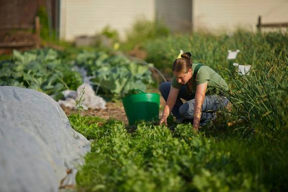 Grow Pittsburgh's Senior Apprentice Kristen Hunninen harvesting greens