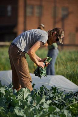 Braddock Farms Manager Marshall Hart harvesting kale