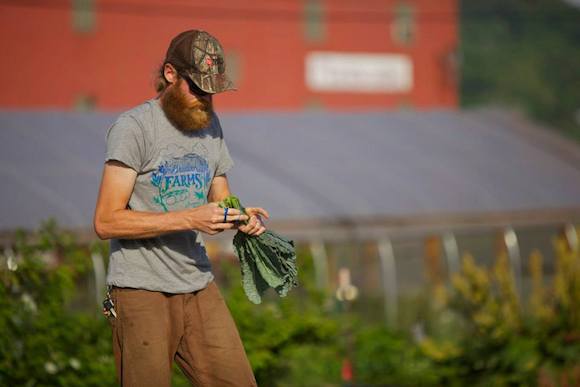Braddock Farms Manager Marshall Hart harvesting kale