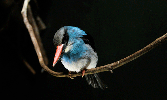 Blue-breasted Kingfisher by Maria Mangano
