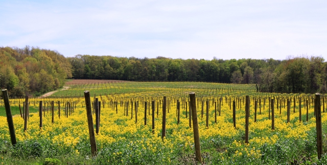 Northwest Pennsylvania is a part of the North American Grape Belt, the biggest producer of Concord grapes in the world. 