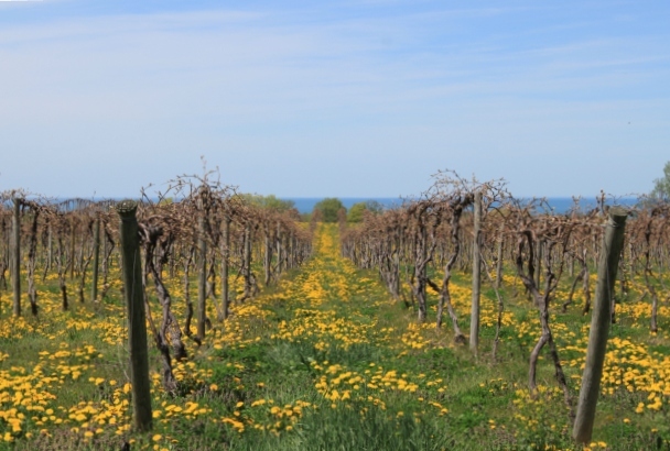 Lake Erie Wine Country