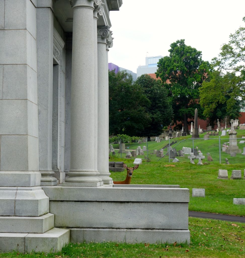 Sharing the quiet in Allegheny Cemetery