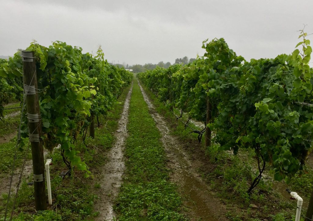 wine grapes vineyard pa wines winery erie