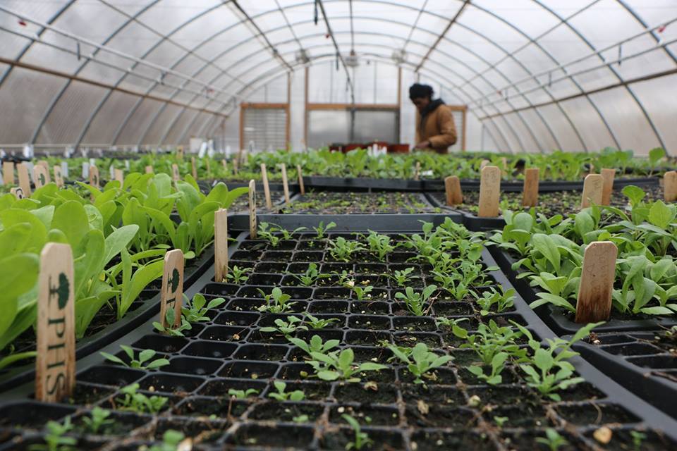 seedlings in greenhouse (1)